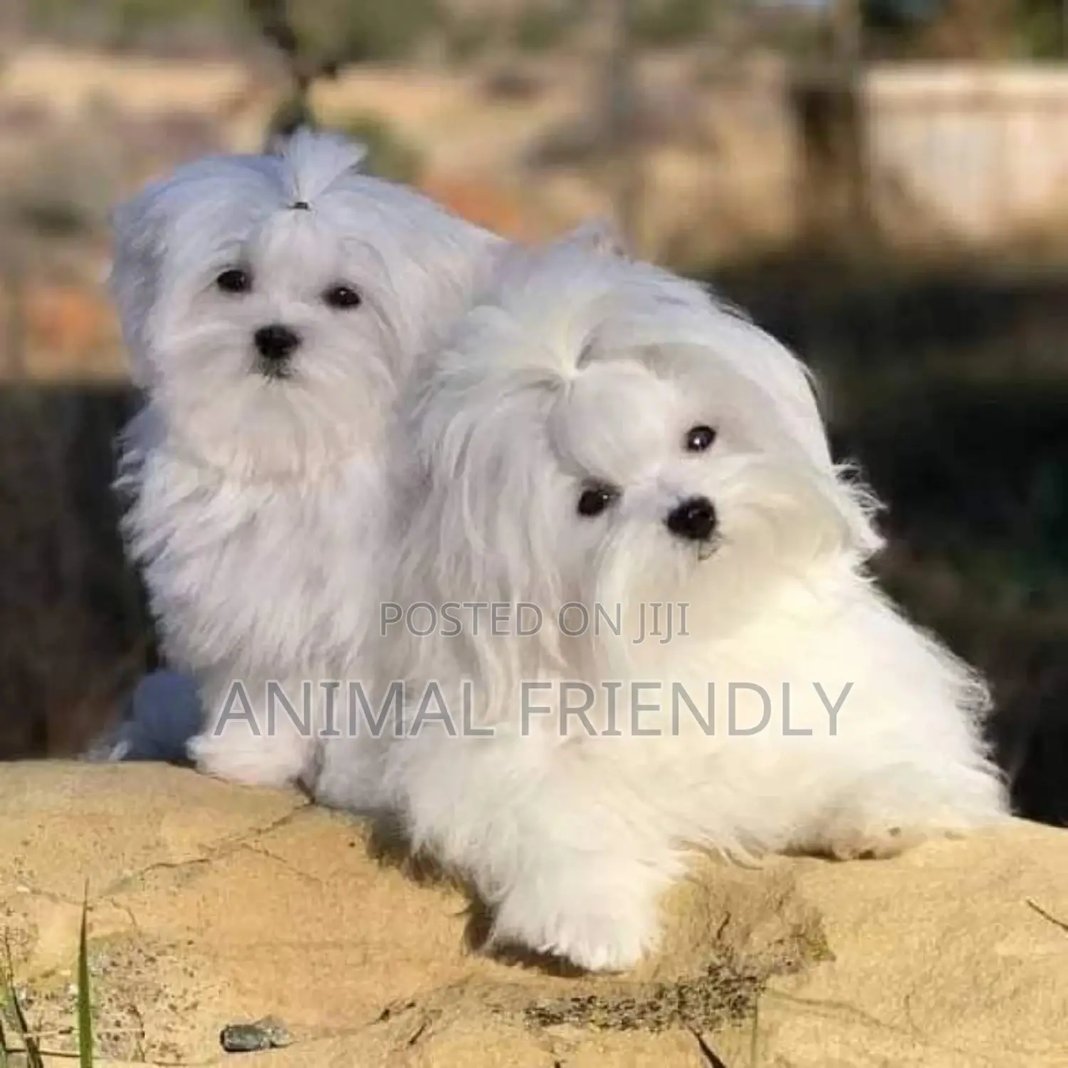 1-3 months Male Purebred Maltese