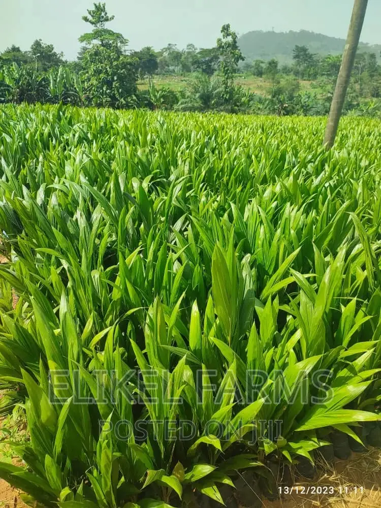 Certified High Yielding Tenera Oilpalm Seeds Seedlings
