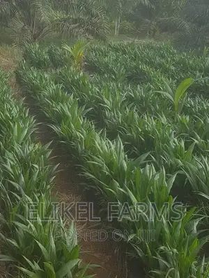 Certified High Yielding Tenera Oilpalm Seeds Seedlings
