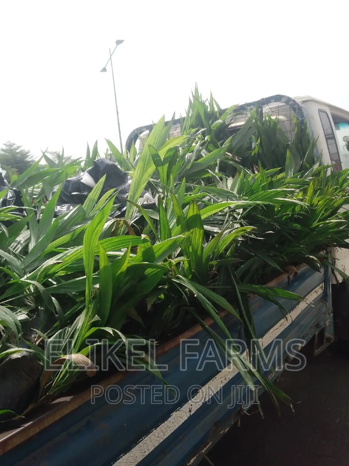 Certified High Yielding Tenera Oilpalm Seeds Seedlings