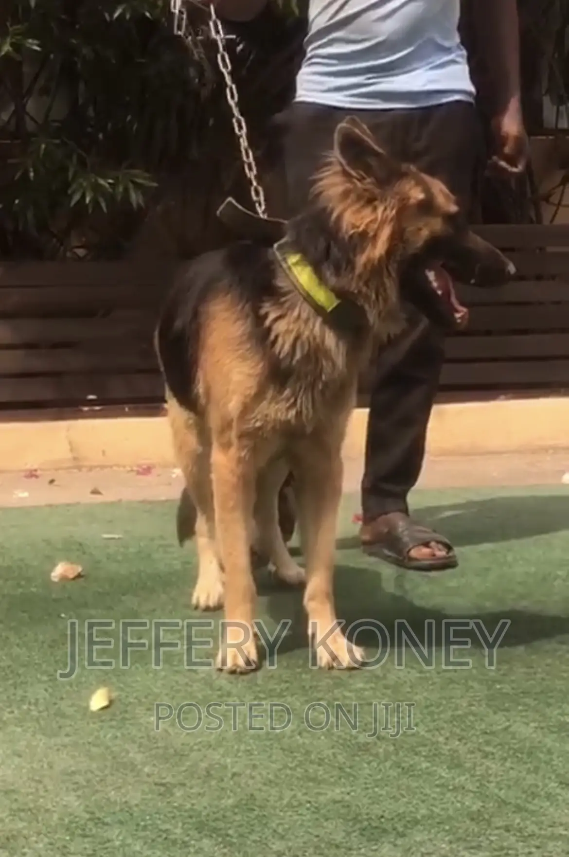 6-12 months Male Purebred German Shepherd