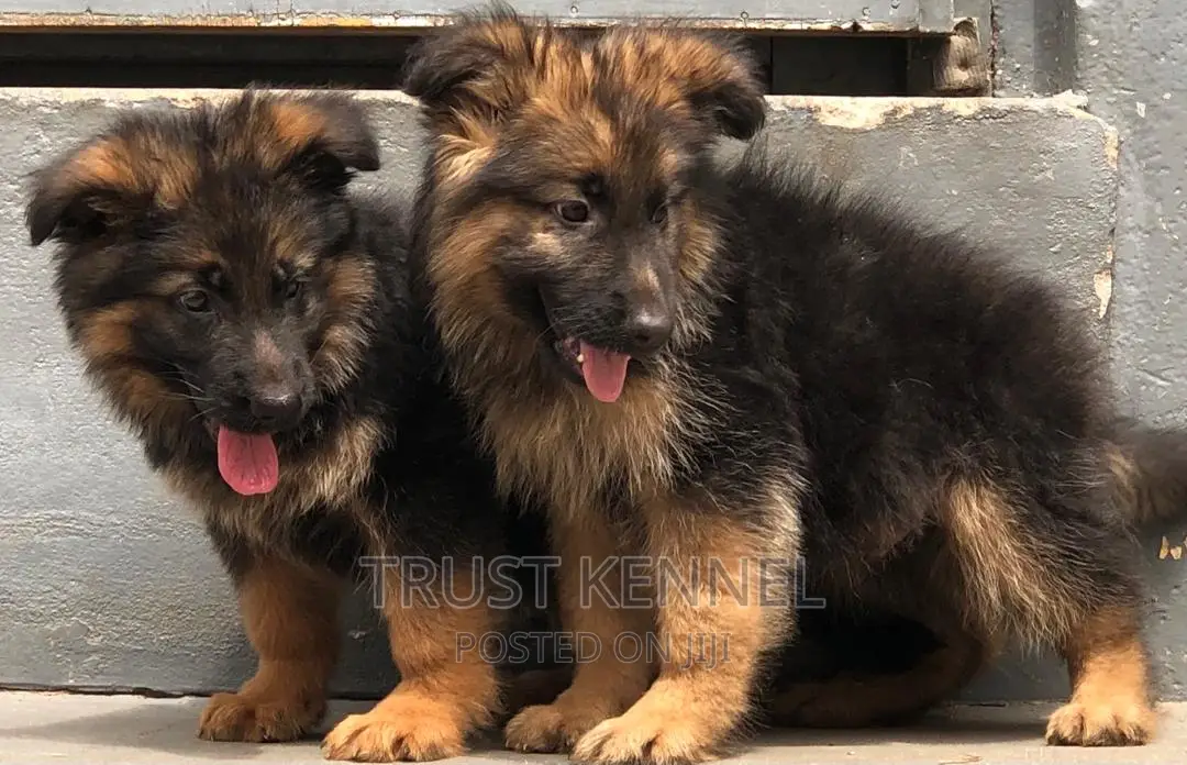 1-3 months Female Purebred German Shepherd