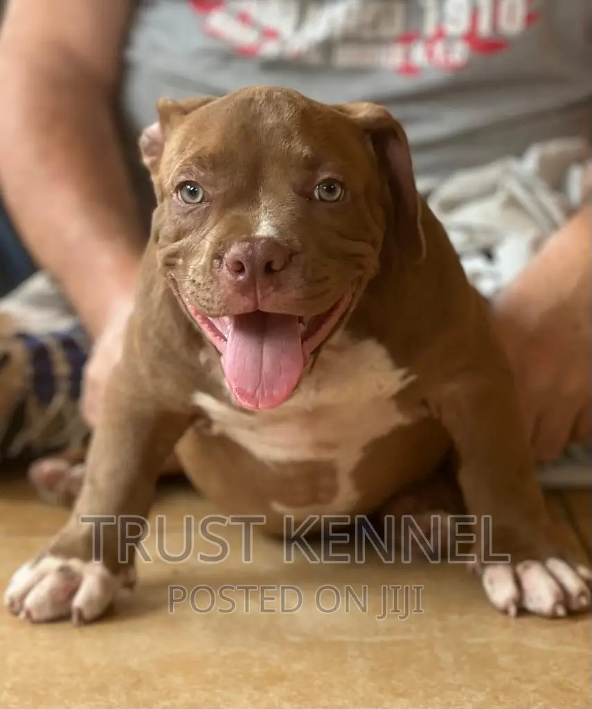 1-3 months Female Purebred American Bully