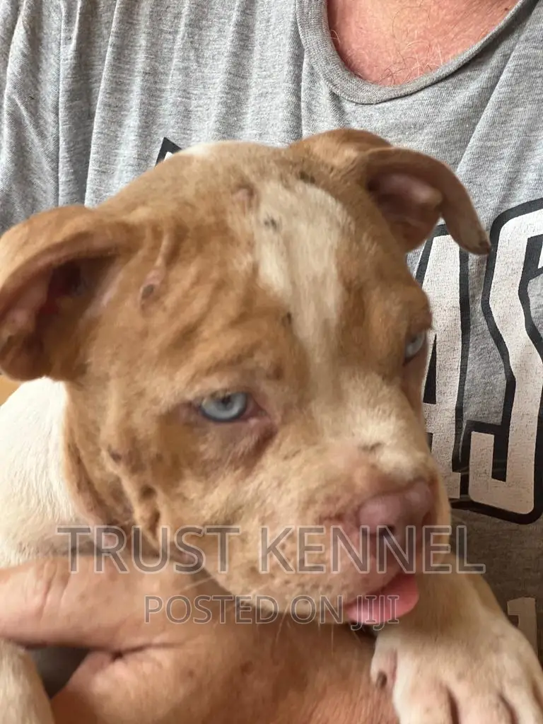 1-3 months Female Purebred American Bully