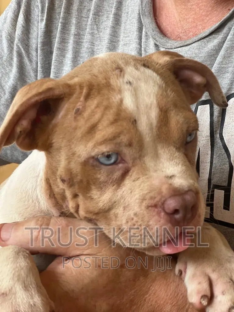 1-3 months Female Purebred American Bully