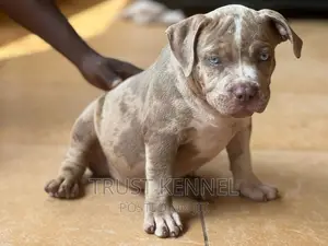 1-3 months Female Purebred American Bully