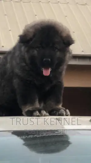 1-3 months Male Purebred Caucasian Shepherd