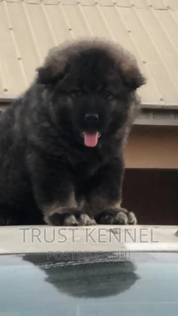 1-3 months Male Purebred Caucasian Shepherd