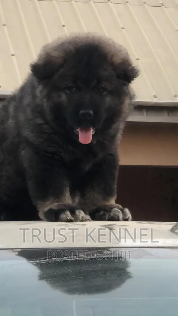 1-3 months Male Purebred Caucasian Shepherd
