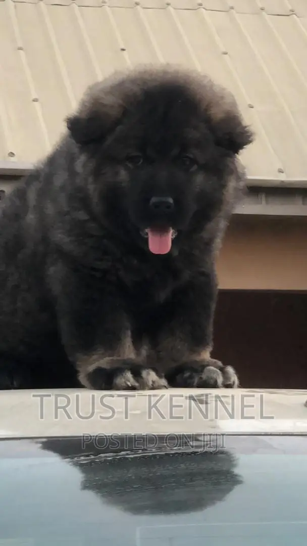 1-3 months Male Purebred Caucasian Shepherd