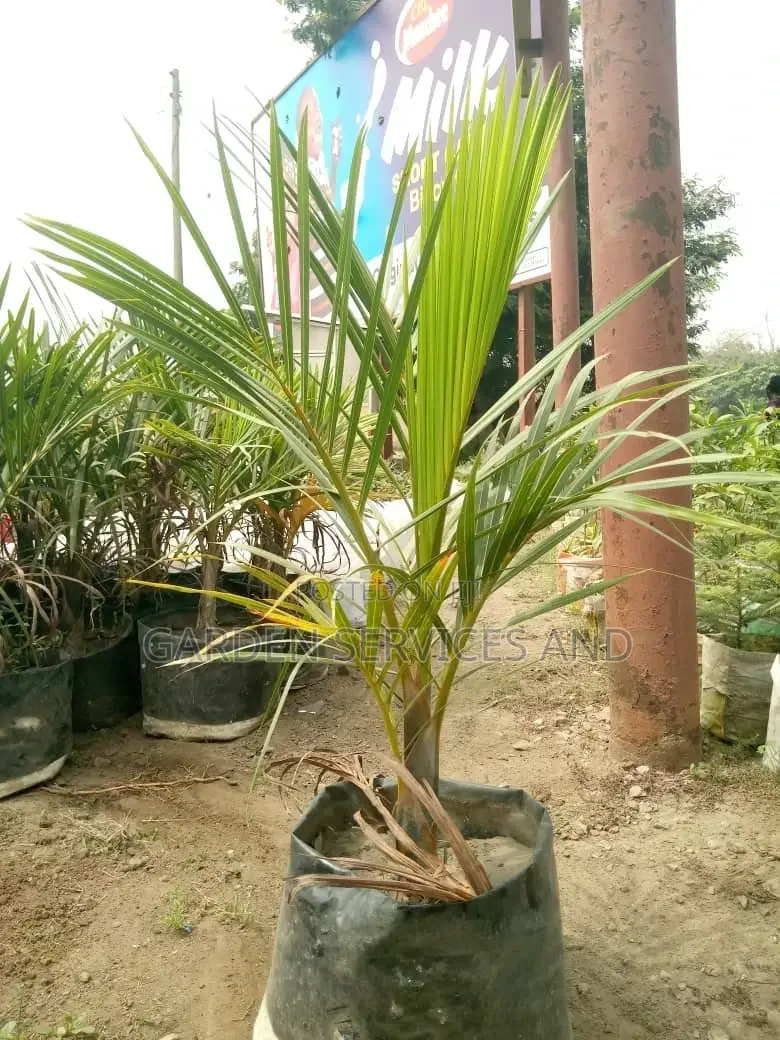 Bottle Palm for Sale Ghc250