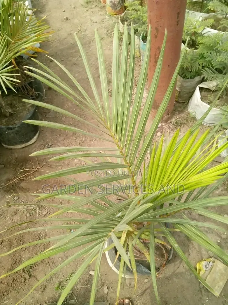 Bottle Palm for Sale Ghc250