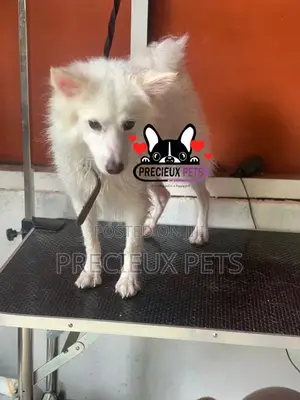 Deluxe-Grooming -#0001