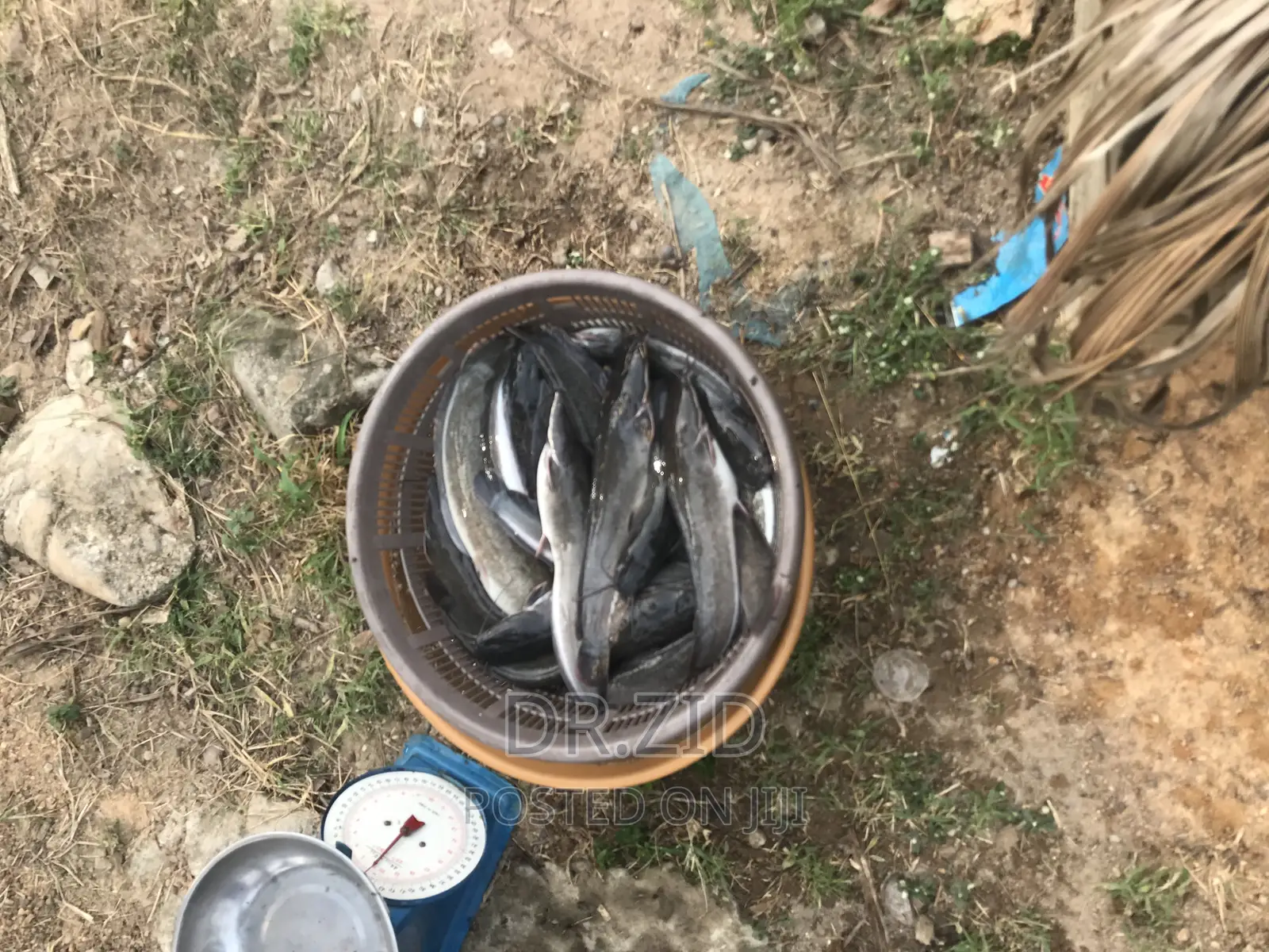 Catfish and Fingerlings