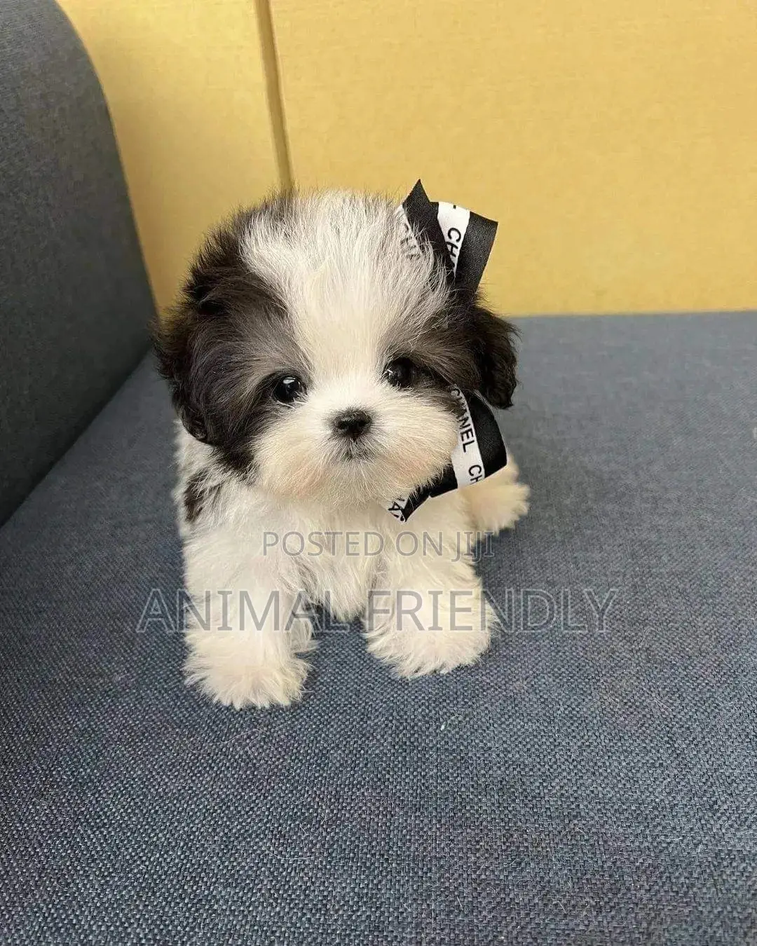 1-3 months Male Purebred Poodle