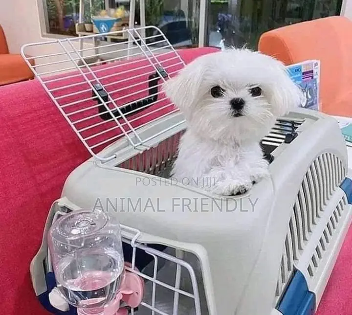 1-3 months Male Purebred Maltese
