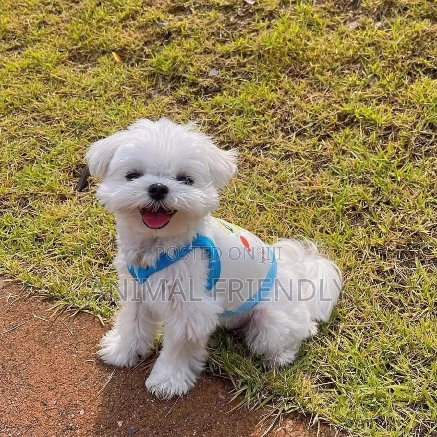 1-3 months Male Purebred Maltese