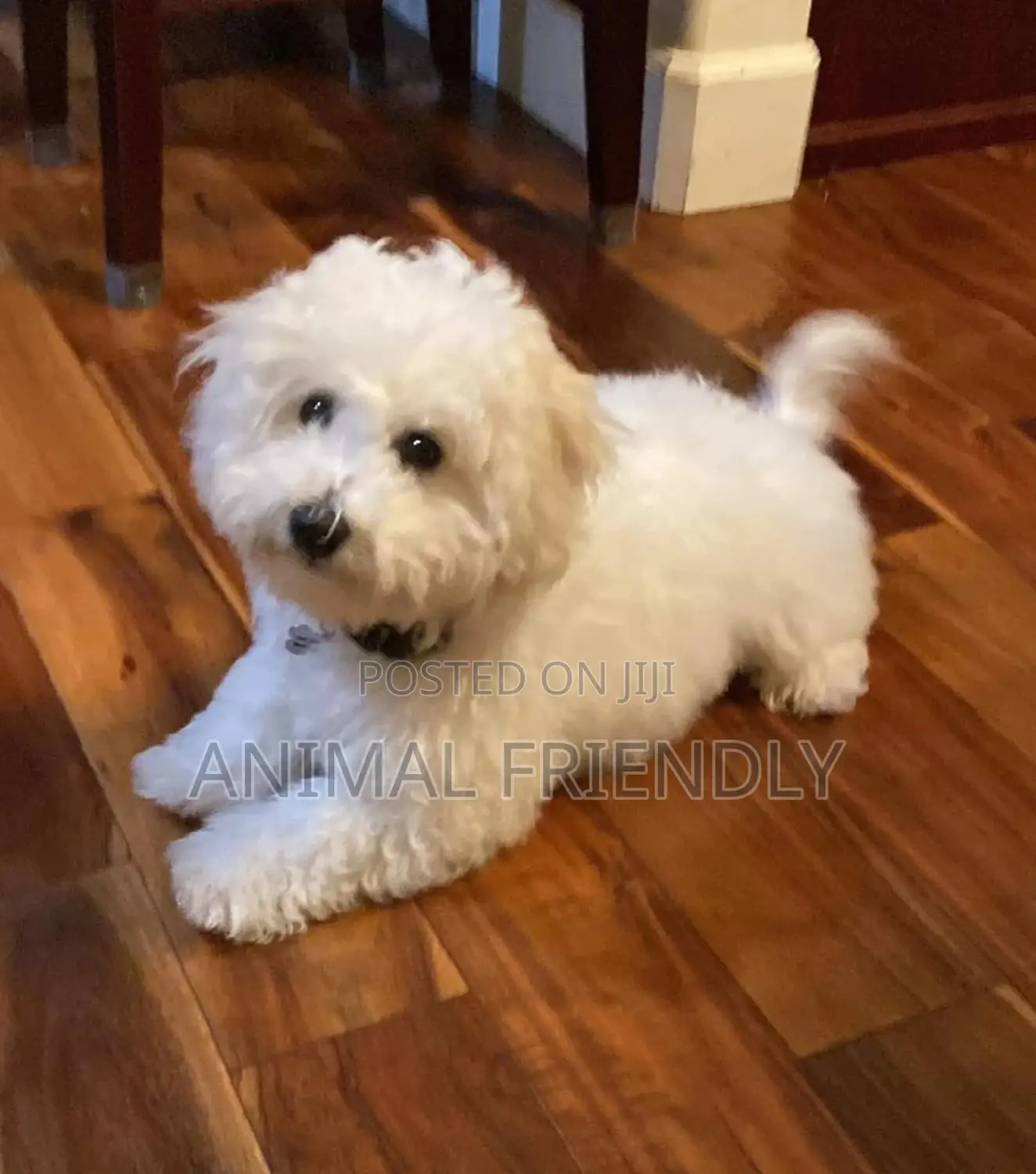 1-3 months Male Purebred Poodle