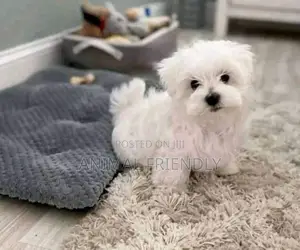 1-3 months Male Purebred Poodle