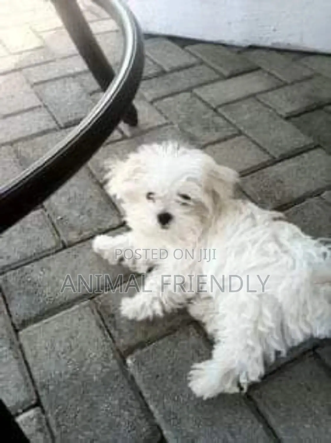 1-3 months Male Purebred Poodle