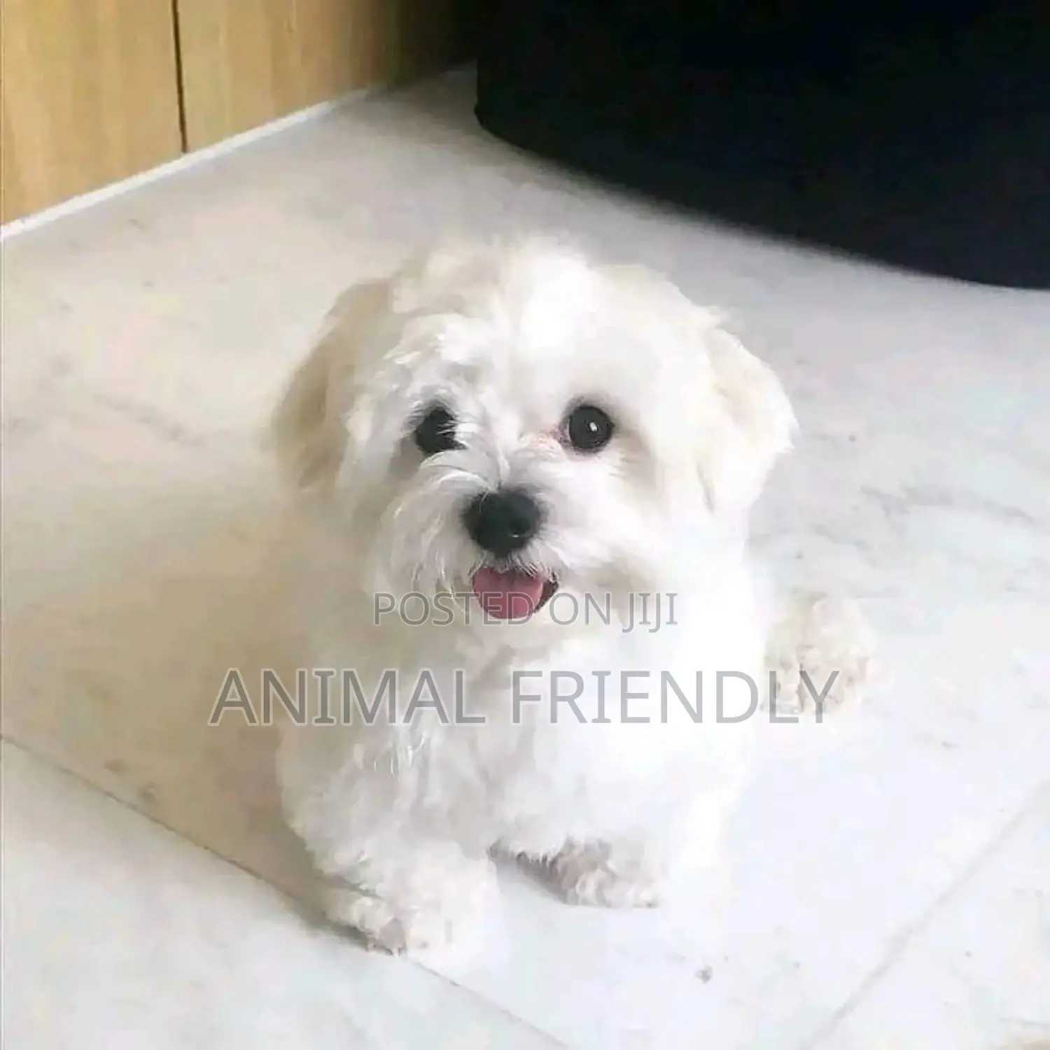 1-3 months Male Purebred Maltese
