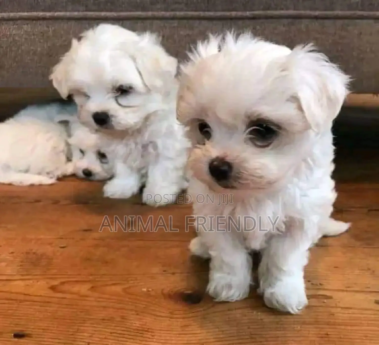 1-3 months Male Purebred Maltese