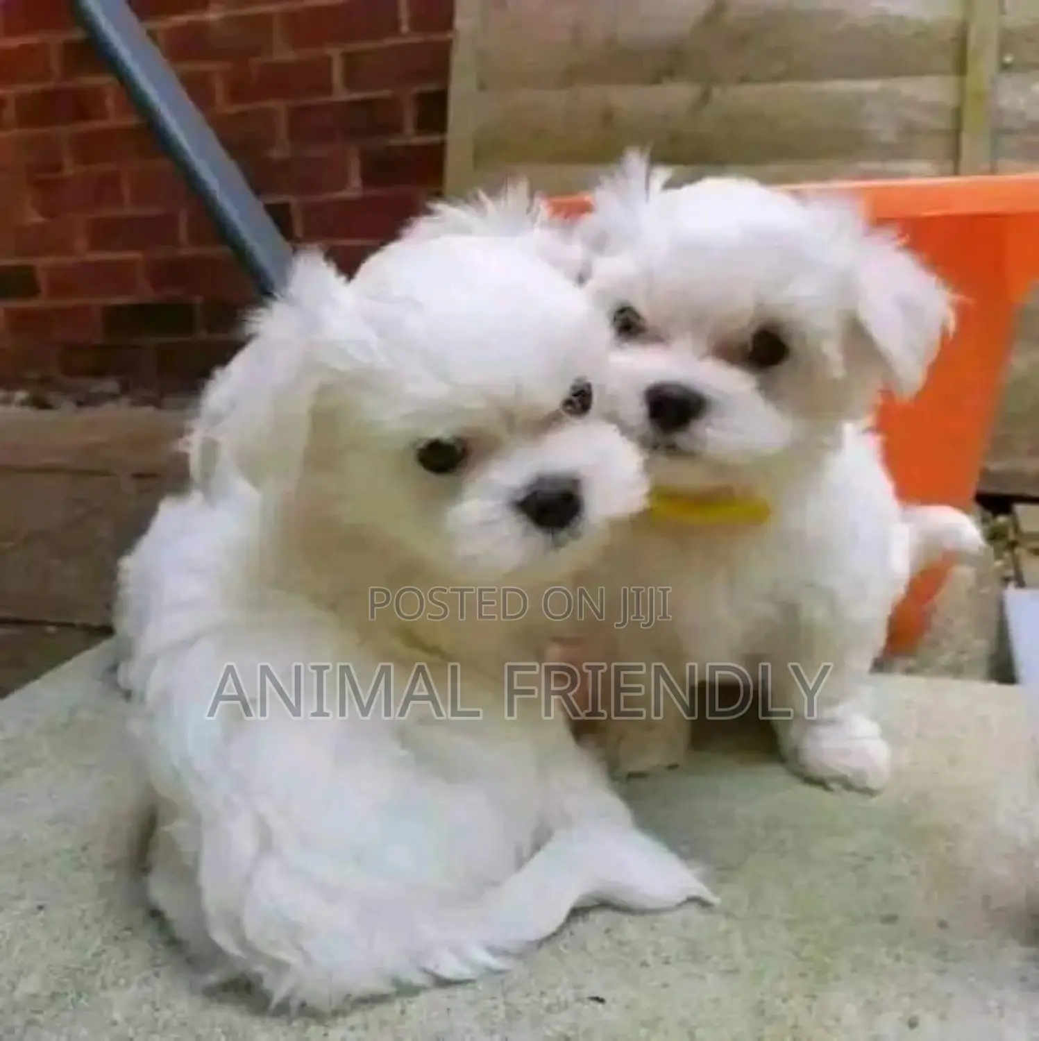 1-3 months Male Purebred Maltese
