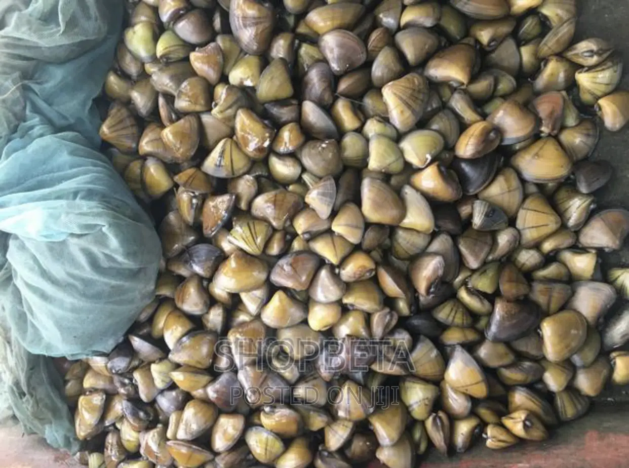 Fresh Oysters
