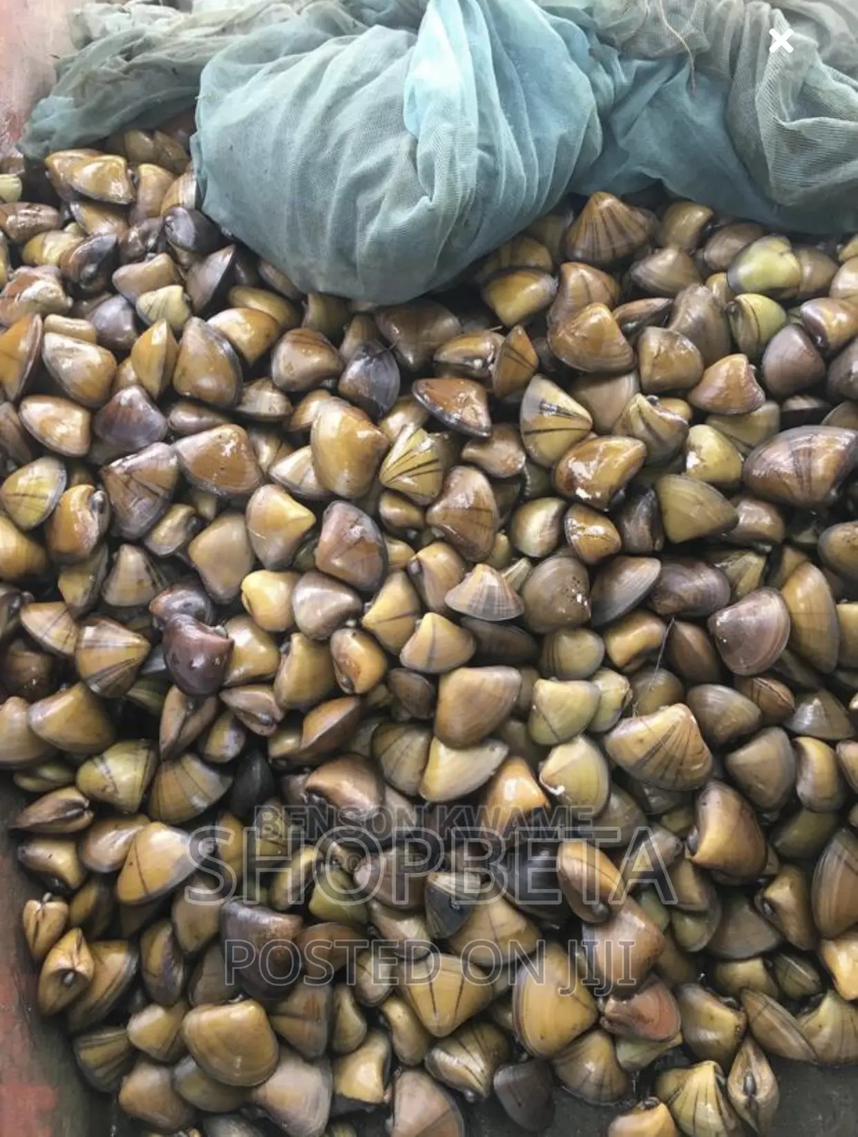 Fresh Oysters