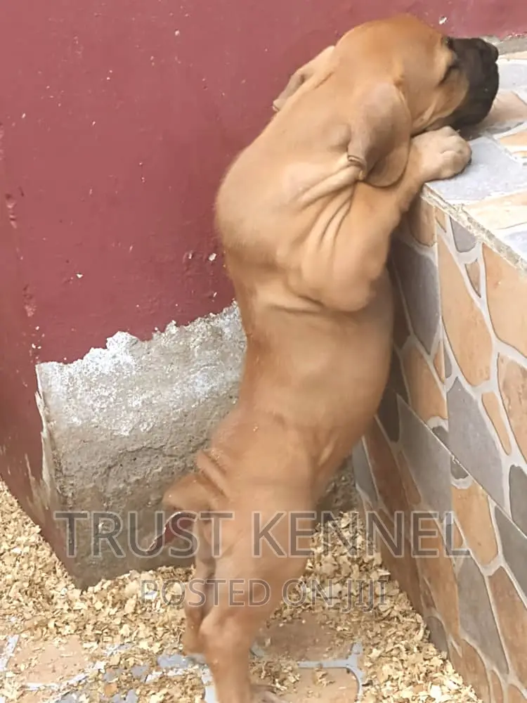 1-3 months Female Purebred Boerboel