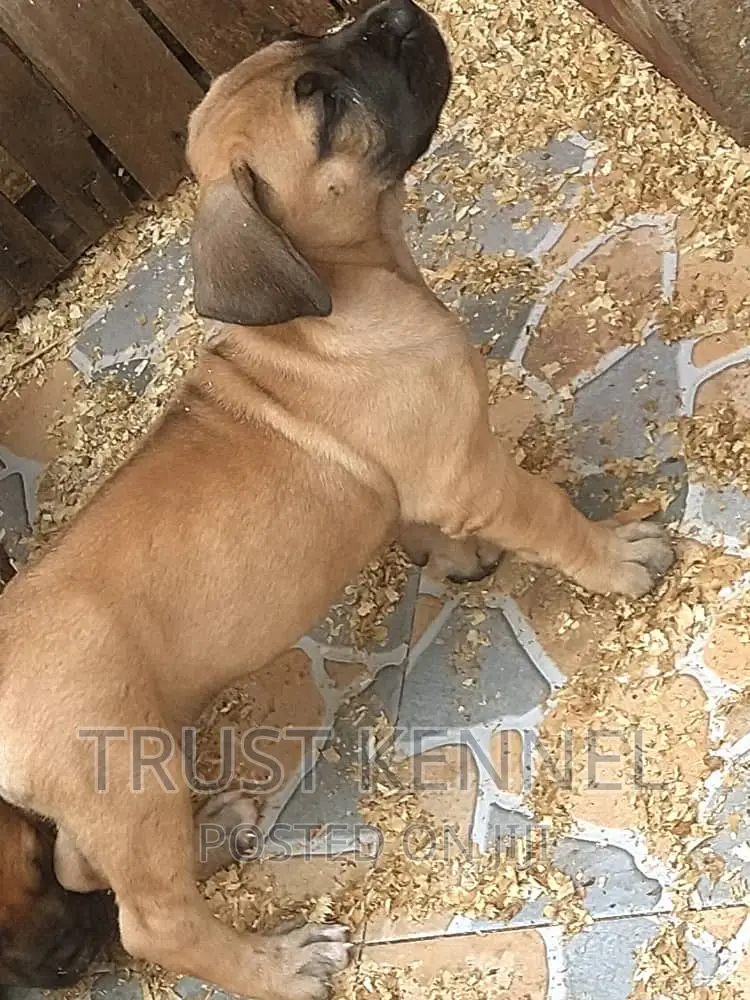 1-3 months Female Purebred Boerboel