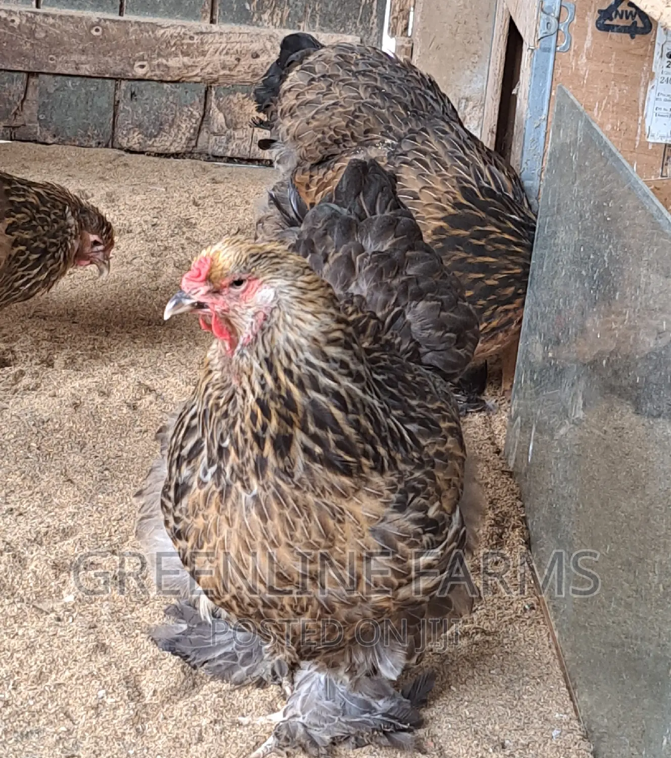 Brahma Hen