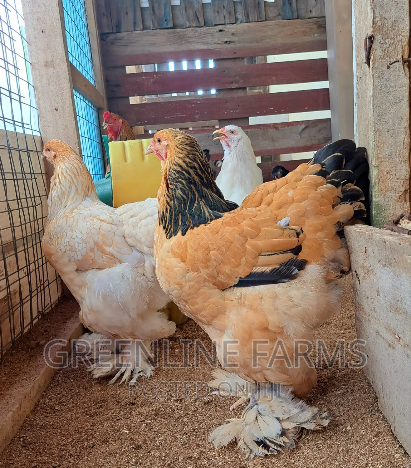 Brahma Hen