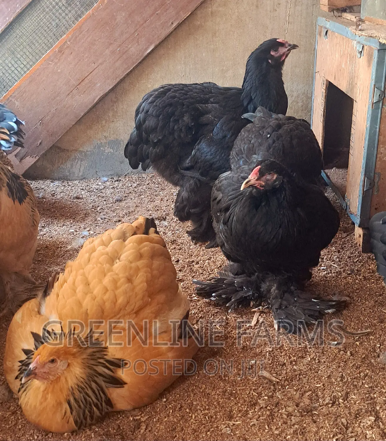 Brahma Hen