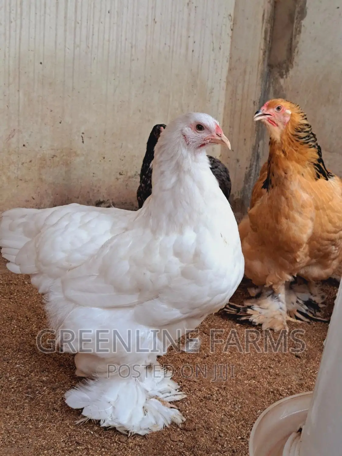Brahma Hen