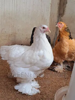 Brahma Hen