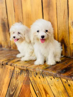 1-3 months Male Purebred Maltese