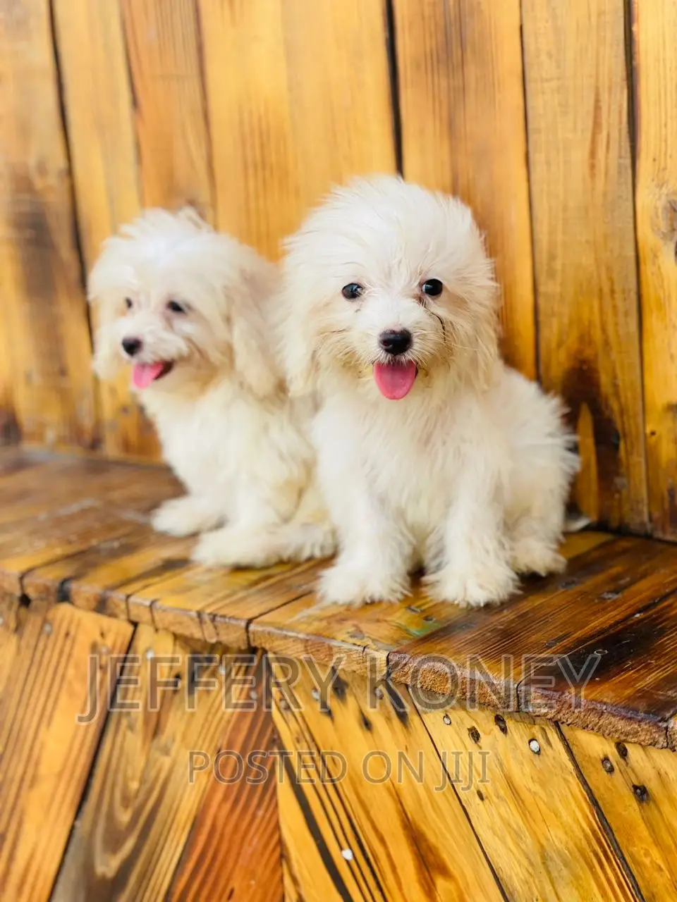 1-3 months Male Purebred Maltese