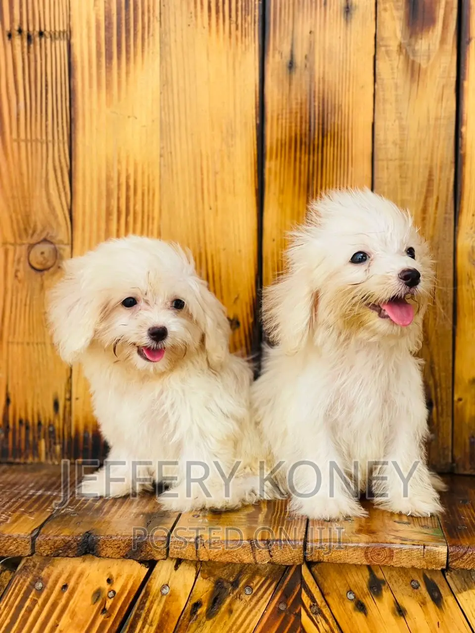 1-3 months Male Purebred Maltese
