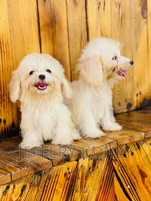 1-3 months Male Purebred Maltese