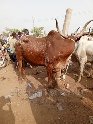 Cows, Goat and Sheep in Hot Sales