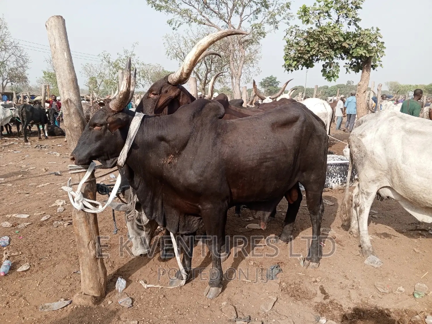 Cows, Goat and Sheep in Hot Sales