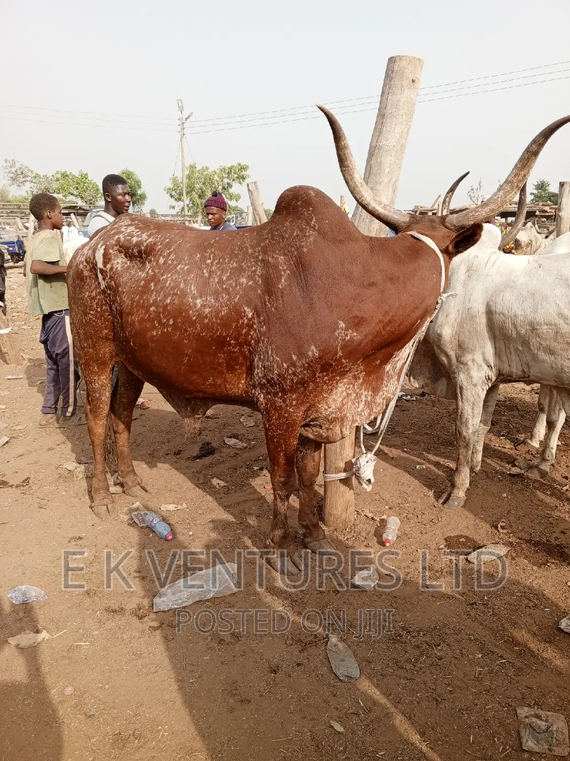 Cows, Goat and Sheep in Hot Sales