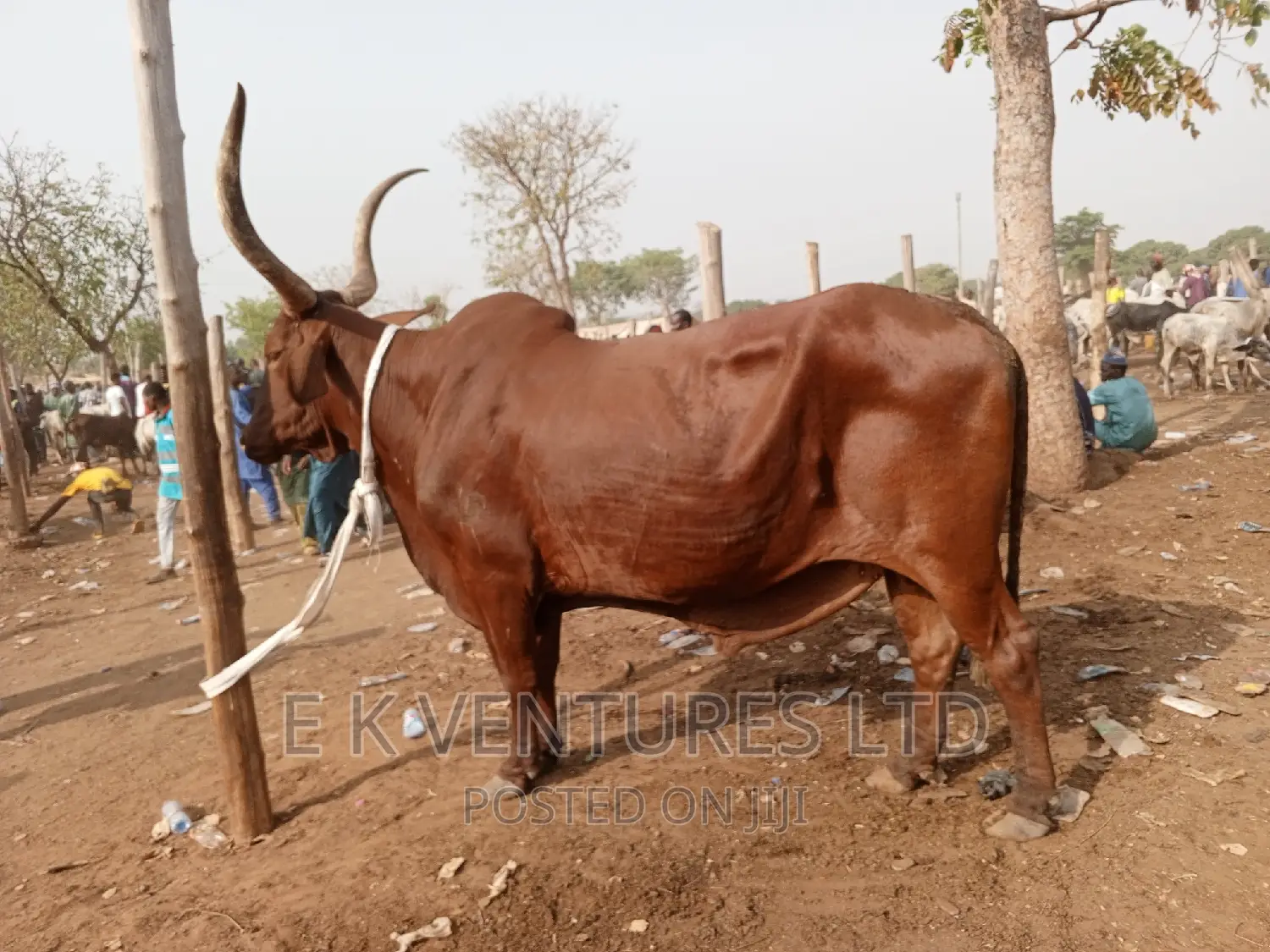 Cows, Goat and Sheep in Hot Sales