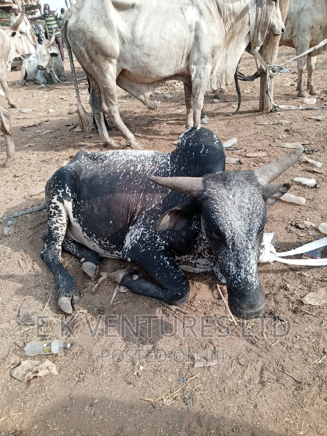 Cows, Goat and Sheep in Hot Sales
