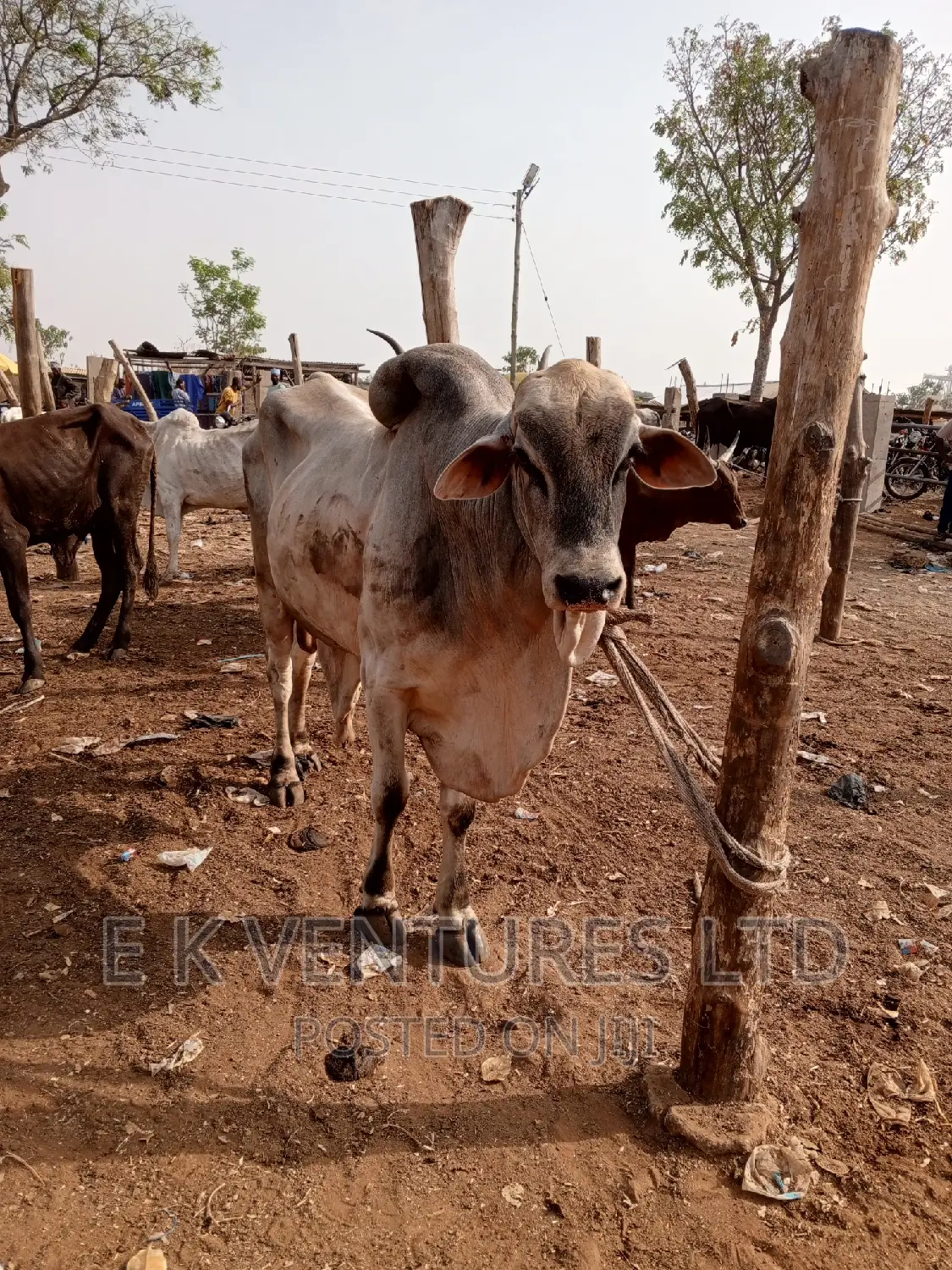 Cows, Goat and Sheep in Hot Sales