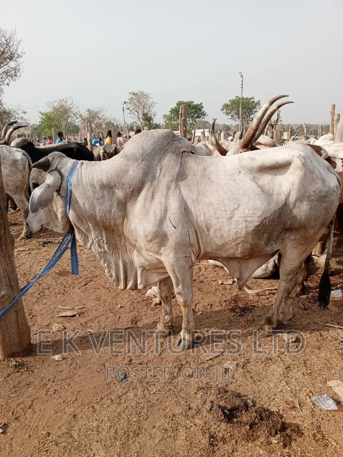 Cows, Goat and Sheep in Hot Sales