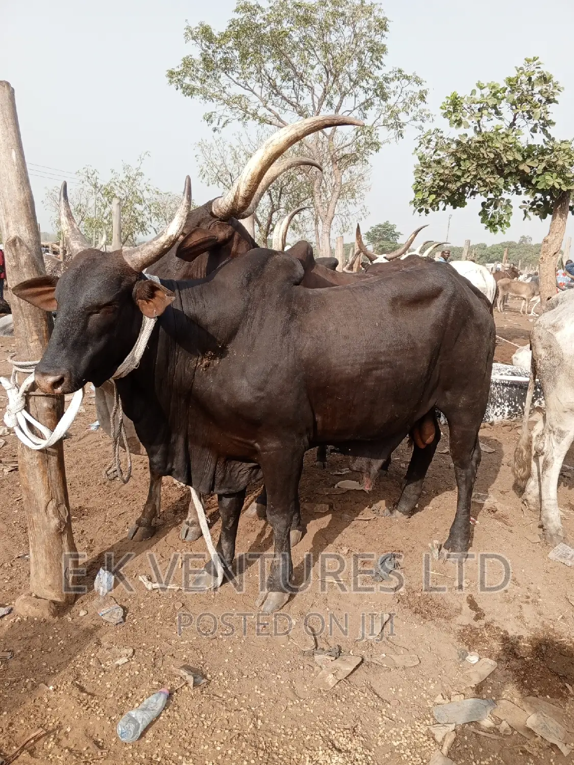 Cows, Goat and Sheep in Hot Sales