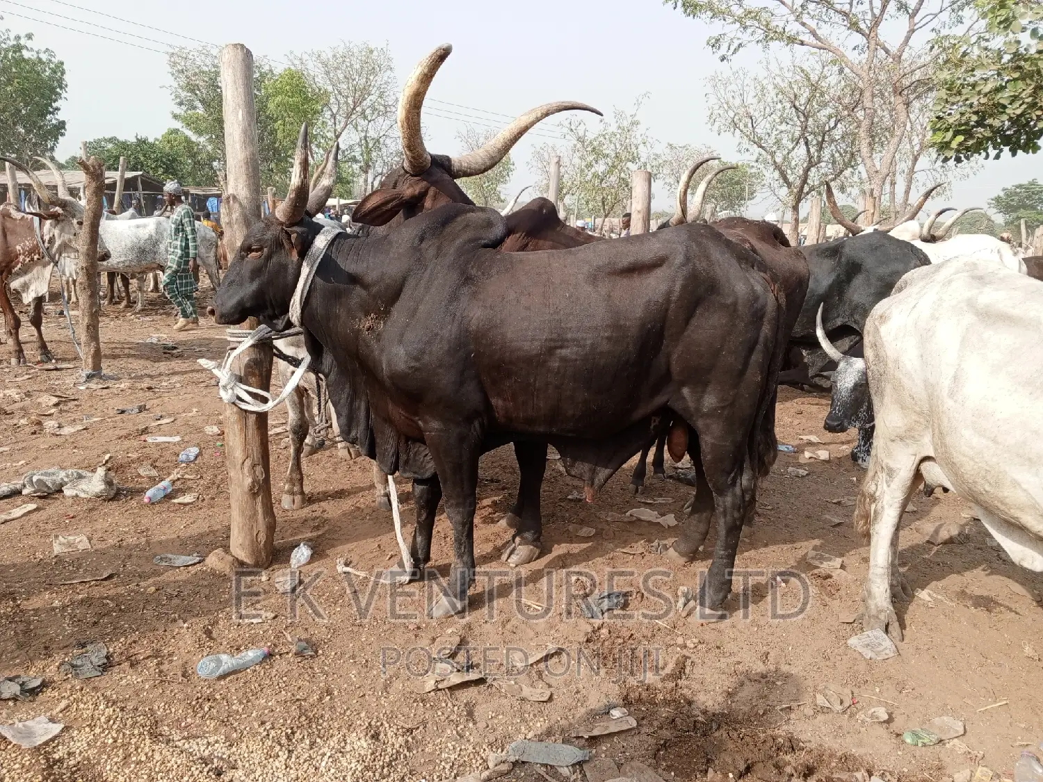Cows, Goat and Sheep in Hot Sales