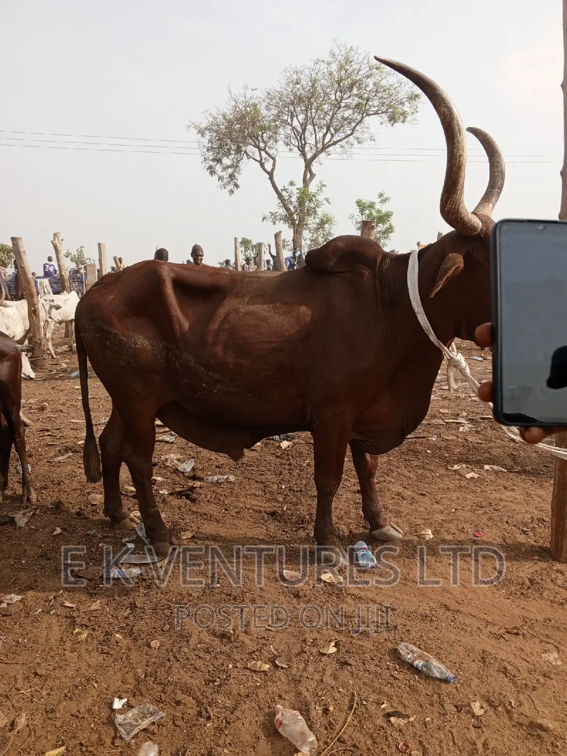 Cows, Goat and Sheep in Hot Sales